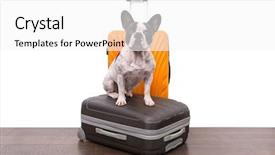  Presentation with are you ready - Beautiful PPT theme featuring pet waiting - french bulldog sitting backdrop and a white colored foreground