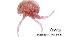  Presentation with jellyfish - Amazing slide deck having luminescent red pink jellyfish pelagia backdrop and a white colored foreground