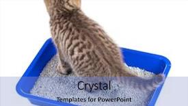  Presentation with toilet - Beautiful presentation theme featuring lump clay - cat in toilet tray box backdrop and a teal colored foreground