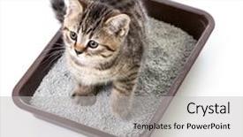  Presentation with toilet - Audience pleasing slide deck consisting of lump clay - kitten or cat in toilet backdrop and a light gray colored foreground