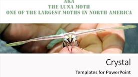  Presentation with moth - PPT theme featuring luna moth actias luna background and a white colored foreground