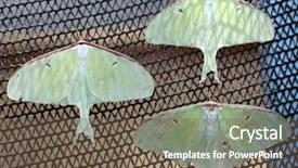 Presentation with moth - Slide deck enhanced with luna moth actias luna background and a tawny brown colored foreground