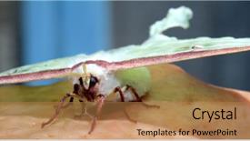  Presentation with moth - Amazing PPT theme having luna moth actias luna backdrop and a coral colored foreground