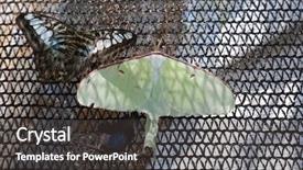  Presentation with moth - Slide set consisting of luna moth actias luna background and a dark gray colored foreground