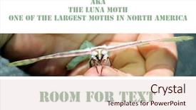  Presentation with moth - Presentation theme with luna moth actias luna background and a lemonade colored foreground