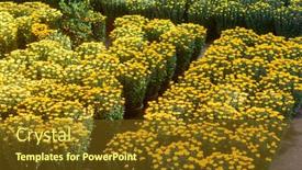  Presentation with lunar new year - Cool new PPT theme with lunar-new-year-flower-market backdrop and a tawny brown colored foreground