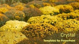  Presentation with lunar new year - Beautiful slide deck featuring lunar-new-year-flower-market backdrop and a tawny brown colored foreground