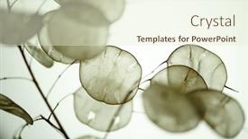  Presentation with honesty - Beautiful PPT theme featuring lunaria-annua-called-annual-honesty backdrop and a cream colored foreground