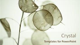  Presentation with honesty - Slide set with lunaria-annua-called-annual-honesty background and a sky blue colored foreground