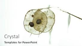  Presentation with honesty - PPT theme having lunaria-annua-called-annual-honesty background and a white colored foreground