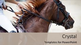  Presentation with equestrian - PPT theme featuring lung - competitor and his horse jumping background and a mint green colored foreground