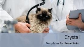  Presentation with pet - PPT layouts having lungs - cat being examined veterinarian pet background and a light blue colored foreground