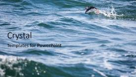  Presentation with scotland - Colorful PPT layouts enhanced with lunhd - puffin fratercula arctica isle backdrop and a light blue colored foreground