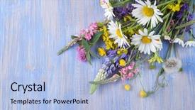  Presentation with rustic wood and flowers - Slides with lupine dandelions thyme mint bells background and a light blue colored foreground