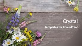  Presentation with thyme - Colorful PPT theme enhanced with lupine dandelions thyme mint bells backdrop and a gray colored foreground