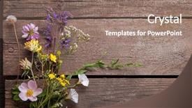  Presentation with thyme - PPT theme featuring lupine dandelions thyme mint bells background and a  colored foreground