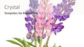  Presentation with white flowers - Slide deck enhanced with lupine-flowers-bunch-isolated background and a sky blue colored foreground