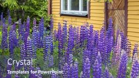  Presentation with opening ceremony of house - PPT theme having lupine-in-front background and a violet colored foreground