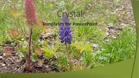  Presentation with pink flowers - PPT theme featuring lupinus-lupine-or-lupin-flowers background and a mint green colored foreground