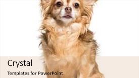  Presentation with old dog - Beautiful PPT layouts featuring lupus - chihuahua dog 7 years old backdrop and a coral colored foreground