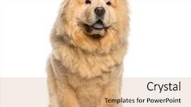  Presentation with dog - Amazing slide set having lupus - chow chow sitting in front backdrop and a coral colored foreground