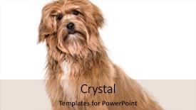  Presentation with old crumpled paper violence against women - Theme featuring lupus - havanese dog 8 months old background and a coral colored foreground