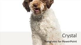  Presentation with sitting posture and computer ergonomics - Amazing slide set having lupus - lagotto romagnolo 7 months sitting backdrop and a  colored foreground