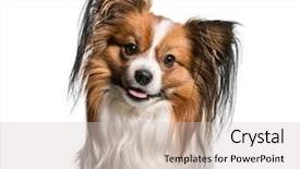  Presentation with medical evaluation of 5 years old boy - Audience pleasing slide deck consisting of lupus - papillon dog 2 years old backdrop and a soft green colored foreground