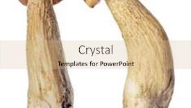  Presentation with frames isolated on white brown - Theme enhanced with lurid-boletes-isolated-on-white background and a coral colored foreground