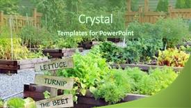  Presentation with community garden - PPT theme featuring lush and organic community vegetable background and a tawny brown colored foreground