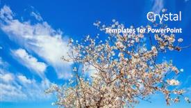  Presentation with olive tree - Beautiful slide set featuring lush-elegant-flowering-olive-tree backdrop and a cobalt blue colored foreground