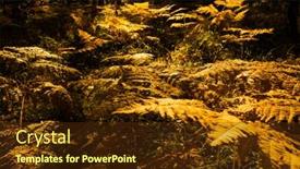  Presentation with fern - Slide set with fall forest with many fern background and a tawny brown colored foreground