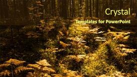  Presentation with fern - PPT theme featuring fall forest with many fern background and a wine colored foreground