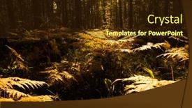  Presentation with fern - Theme featuring fall forest with many fern background and a wine colored foreground