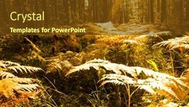  Presentation with fern - Slide deck with lush fall forest with many ferns in ural fern forest background and a tawny brown colored foreground