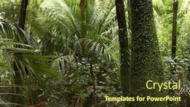 Presentation with jungle - Colorful presentation theme enhanced with lush-foliage-in-tropical-jungle backdrop and a tawny brown colored foreground