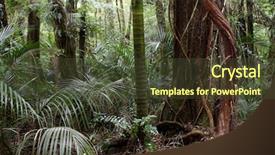  Presentation with africa jungle - Colorful PPT layouts enhanced with lush foliage in tropical jungle backdrop and a  colored foreground