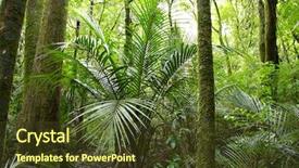  Presentation with jungle - Slide deck featuring lush foliage in tropical jungle background and a tawny brown colored foreground