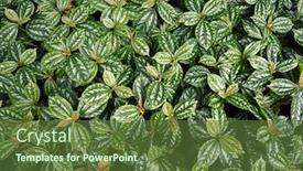  Presentation with green foliage - Audience pleasing presentation consisting of lush-foliage-of-decorative-plant backdrop and a tawny brown colored foreground
