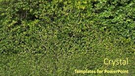  Presentation with green foliage - PPT theme having lush-foliage-of-growing-bushes and a tawny brown colored foreground