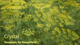  Presentation with herb - PPT theme consisting of lush green dill herb plant growing in garden background and a tawny brown colored foreground