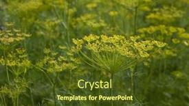  Presentation with herb - Colorful PPT theme enhanced with lush-green-dill-herb-plant backdrop and a tawny brown colored foreground