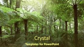  Presentation with green foliage - 