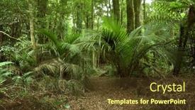  Presentation with green foliage - 