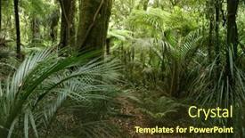  Presentation with green foliage - 