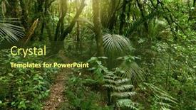  Presentation with green foliage - 