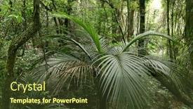  Presentation with green foliage - 