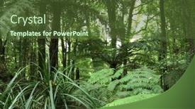  Presentation with green foliage - 