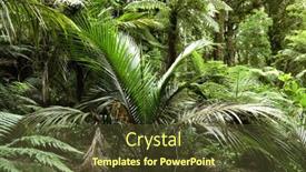  Presentation with green foliage - 