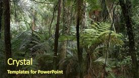  Presentation with green foliage - Colorful slide set enhanced with lush green foliage in tropical backdrop and a  colored foreground